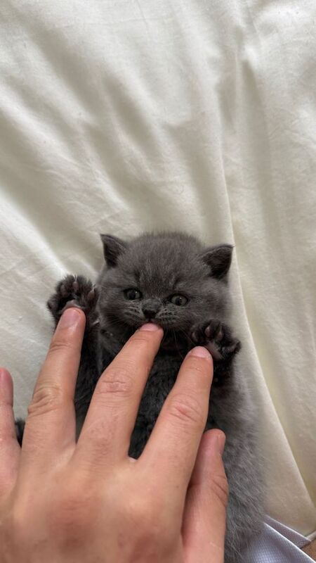 Cute pure British shorthaire kitten - Image 2 of 3
