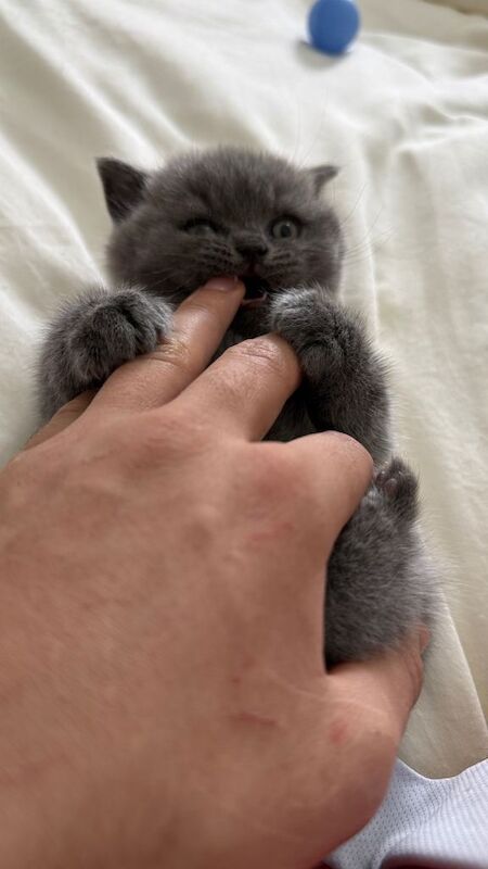 Cute pure British shorthaire kitten - Image 3 of 3
