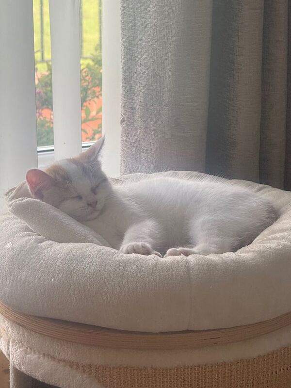 British Shorthair kittens for sale in Hyde, Greater Manchester – 3 months old