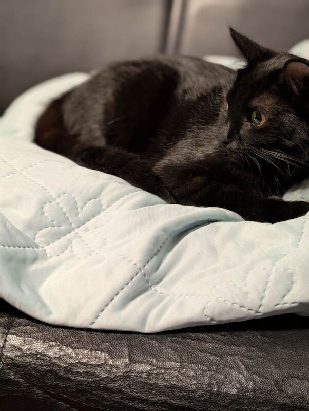 Cute young cat kitten - Image 2 of 3