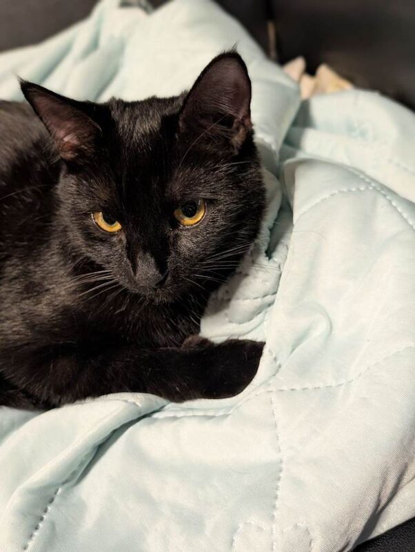 Cute young cat kitten - Image 3 of 3