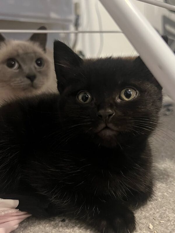British Shorthair kittens for sale in Wallingford, Oxfordshire – 9 weeks old