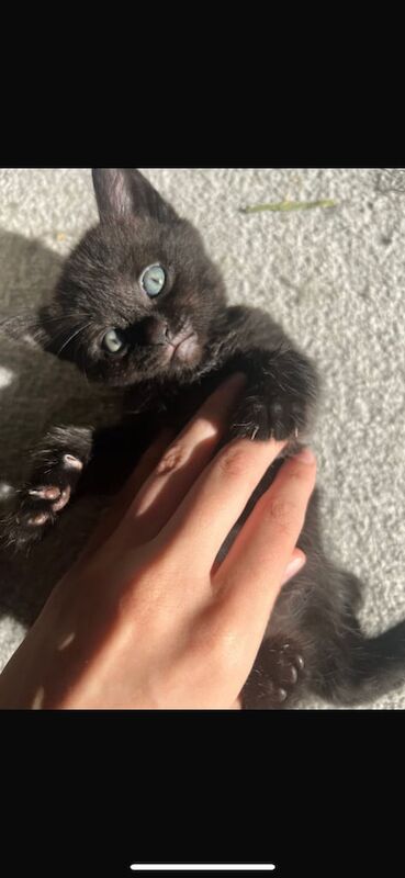 British Shorthair kittens for sale in Wallingford, Oxfordshire – 9 weeks old - Image 2 of 5