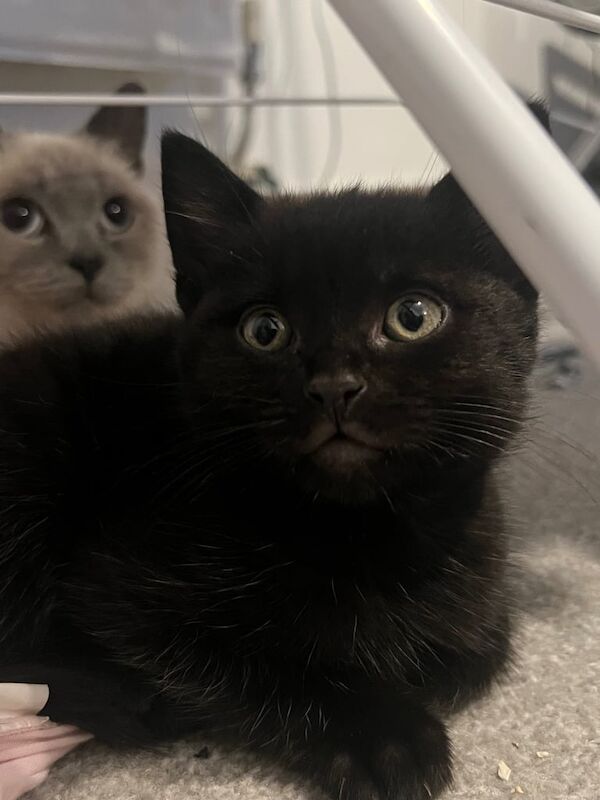 British Shorthair kittens for sale in Wallingford, Oxfordshire – 9 weeks old - Image 3 of 5