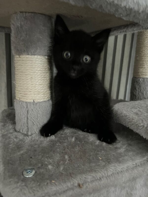 British Shorthair kittens for sale in Wallingford, Oxfordshire – 9 weeks old - Image 4 of 5