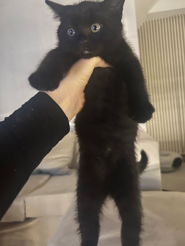 British Shorthair kittens for sale in Wallingford, Oxfordshire – 9 weeks old - Image 5 of 5