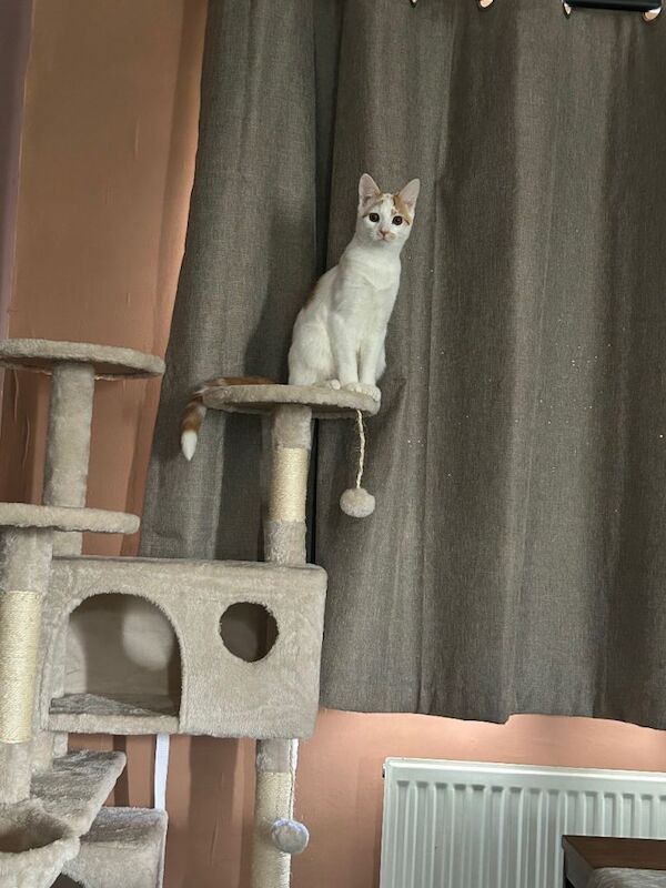 British Shorthair Kittens For Sale