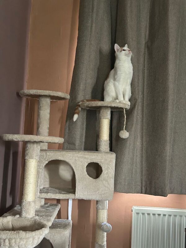 Domestic ginger and white male 6 months - Image 2 of 3