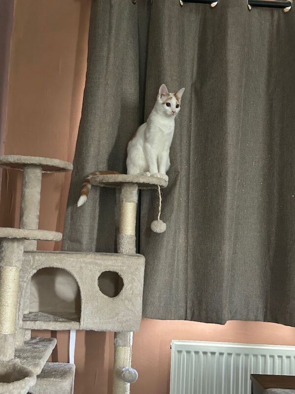 Domestic ginger and white male 6 months - Image 3 of 3