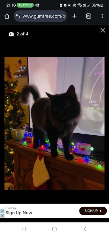 British Shorthair kittens for sale in Greater Manchester – 3 years old