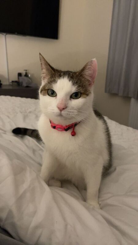 Domestic Short Hair Cat- Nela