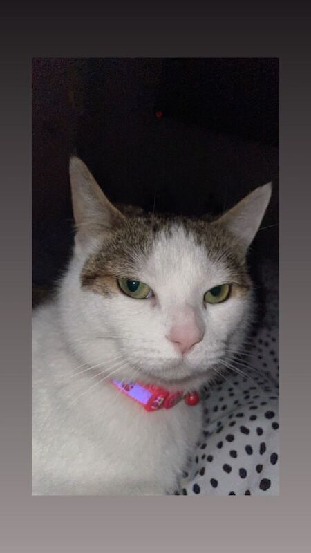 Domestic Short Hair Cat- Nela - Image 2 of 4