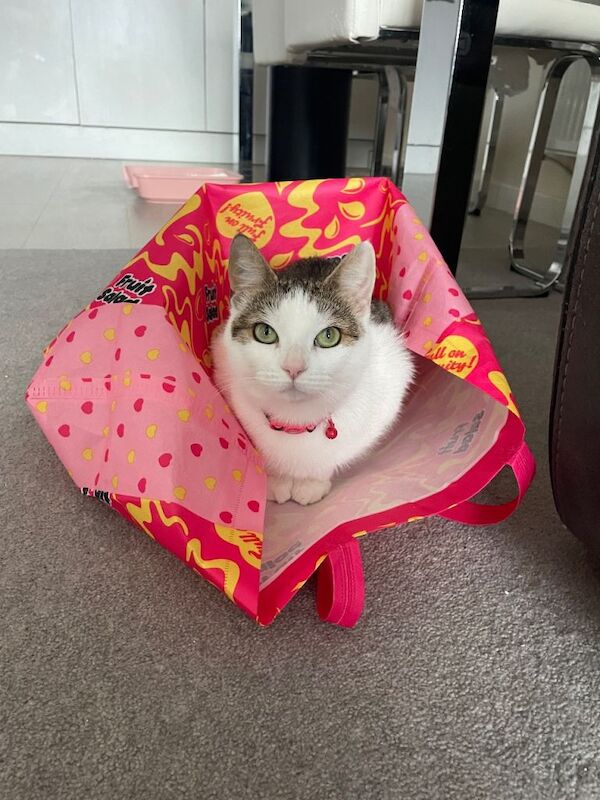 Domestic Short Hair Cat- Nela - Image 3 of 4