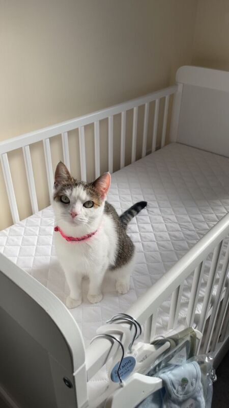 Domestic Short Hair Cat- Nela - Image 4 of 4