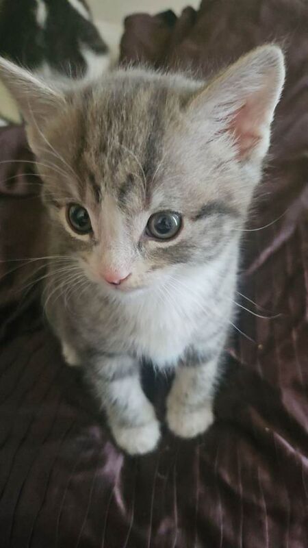 Domestic shorthair - Image 2 of 2