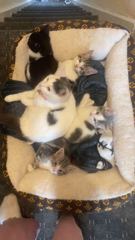 British Shorthair Kittens For Sale