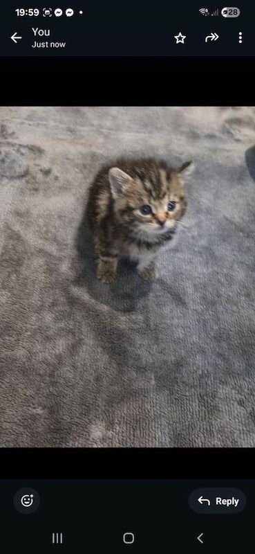 British Shorthair Kittens For Sale