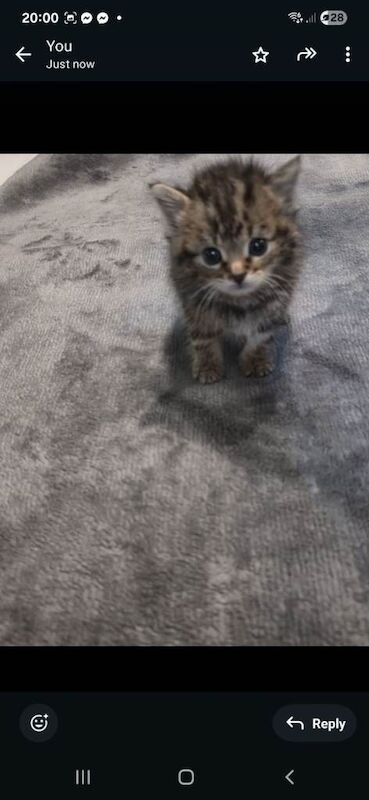 Domestic shorthair tabby kitten 1 month old - Image 2 of 5