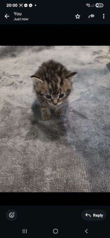 Domestic shorthair tabby kitten 1 month old - Image 3 of 5