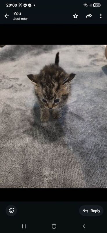Domestic shorthair tabby kitten 1 month old - Image 4 of 5