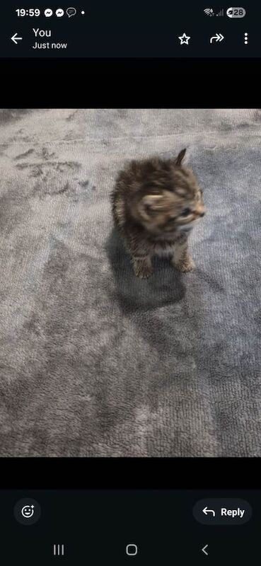 Domestic shorthair tabby kitten 1 month old - Image 5 of 5