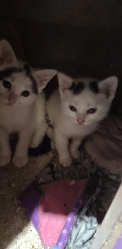 British Shorthair kittens for sale in Bournemouth, Dorset – 5 months old - Image 2 of 2