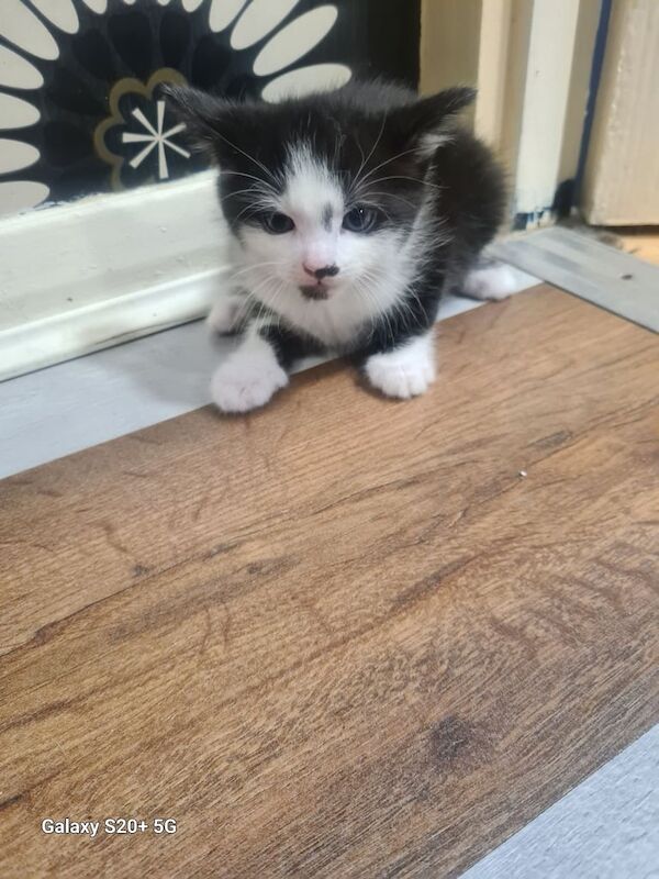 British Shorthair kittens for sale in Bournemouth, Dorset – 8 weeks old