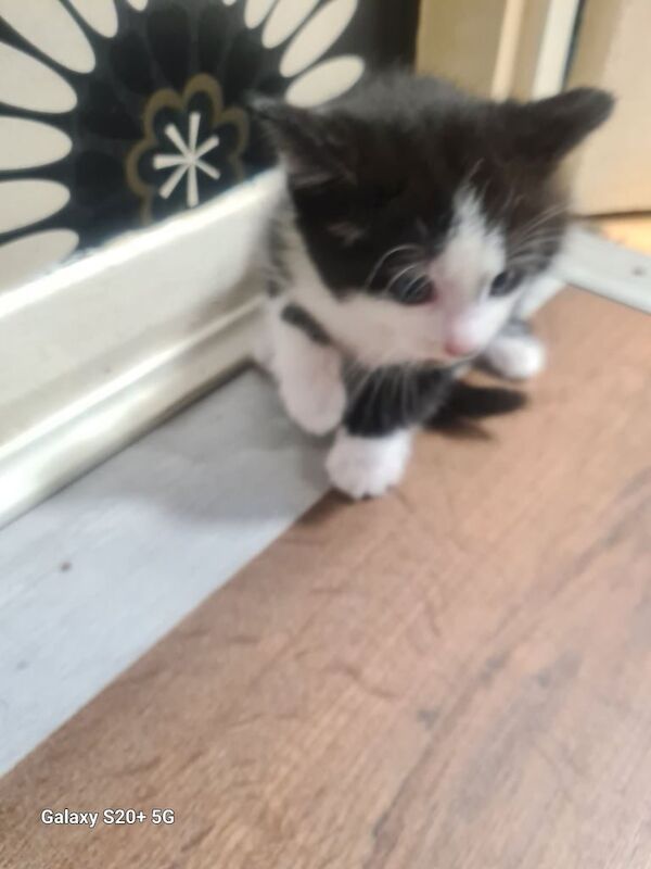 British Shorthair kittens for sale in Bournemouth, Dorset – 8 weeks old - Image 2 of 3