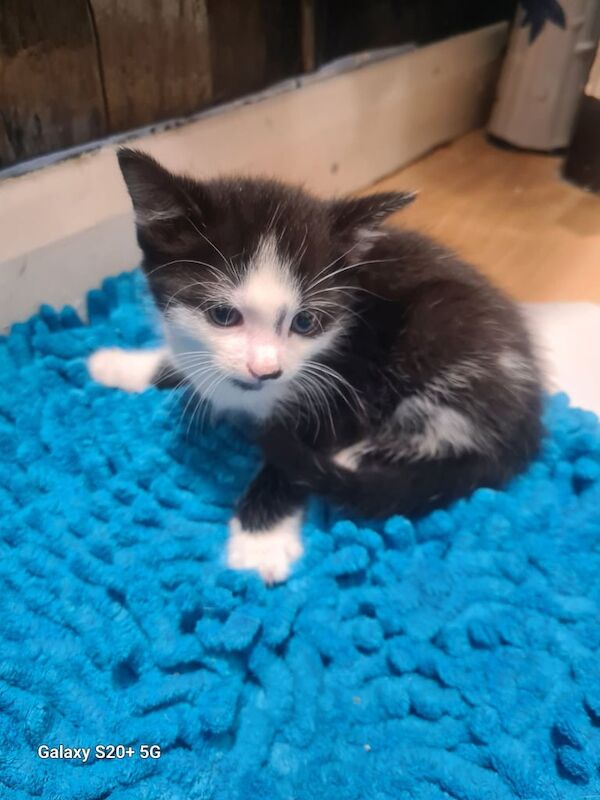 British Shorthair kittens for sale in Bournemouth, Dorset – 8 weeks old - Image 3 of 3
