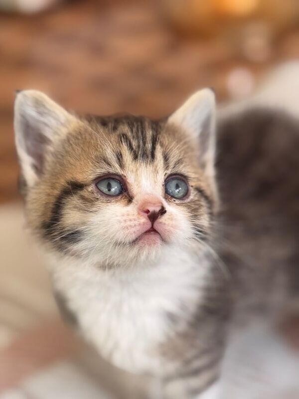 British Shorthair kittens for sale in Crawley, West Sussex – 9 weeks old