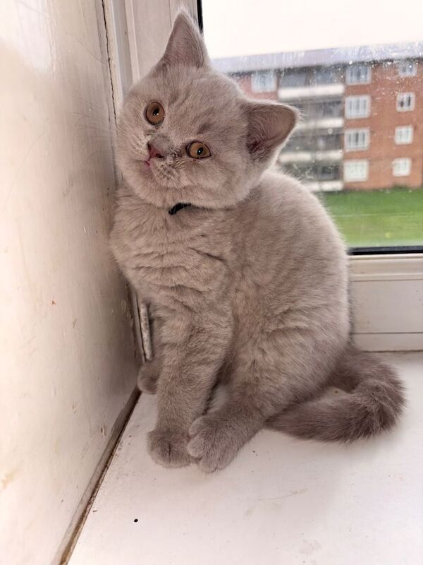 British Shorthair kittens for sale in Clapham, Greater London – 11 weeks old