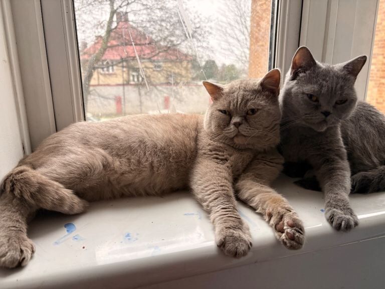 British Shorthair kittens for sale in Clapham, London – 3 months old - Image 2 of 3