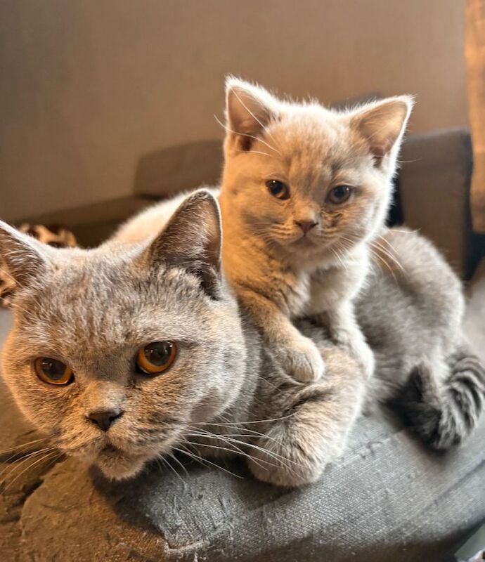 British Shorthair kittens for sale in Clapham, London – 3 months old - Image 3 of 3