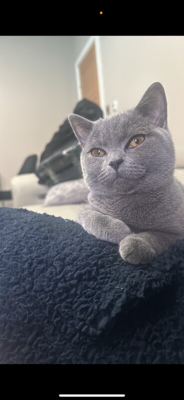 British Shorthair kittens for sale in Bradford, West Yorkshire – 6 months old - Image 2 of 3