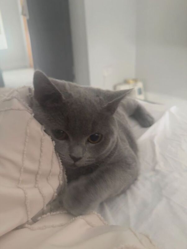 British Shorthair kittens for sale in Bradford, West Yorkshire – 6 months old - Image 3 of 3