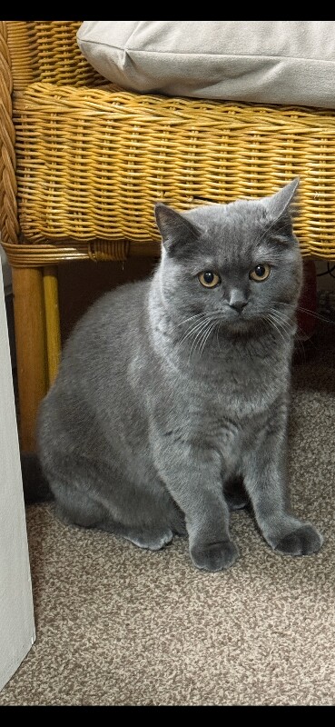 British Shorthair kittens for sale in Huddersfield, West Yorkshire – 9 months old