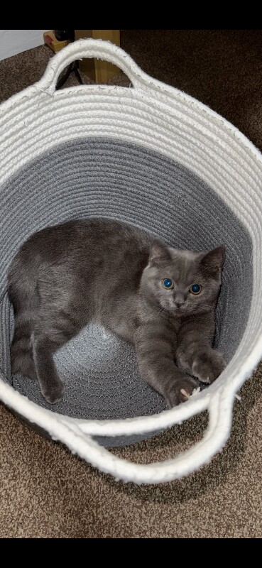 British Shorthair kittens for sale in Huddersfield, West Yorkshire – 9 months old - Image 2 of 3