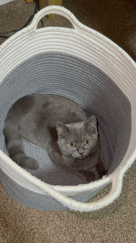British Shorthair kittens for sale in Huddersfield, West Yorkshire – 9 months old - Image 3 of 3