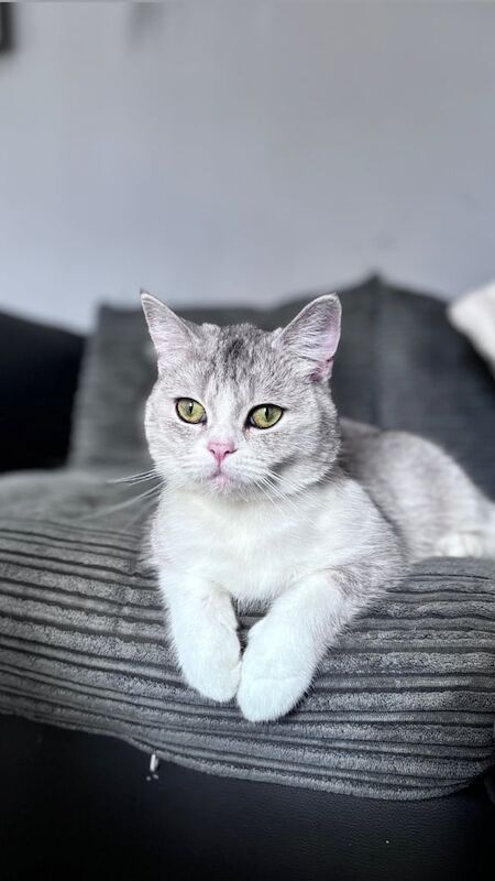 British Shorthair kittens for sale in Sandwell, West Midlands – 1 year old - Image 2 of 3
