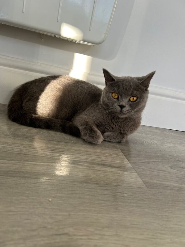 British Shorthair kittens for sale in Laindon, Essex – 1 year old