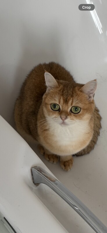 Female British shorthair