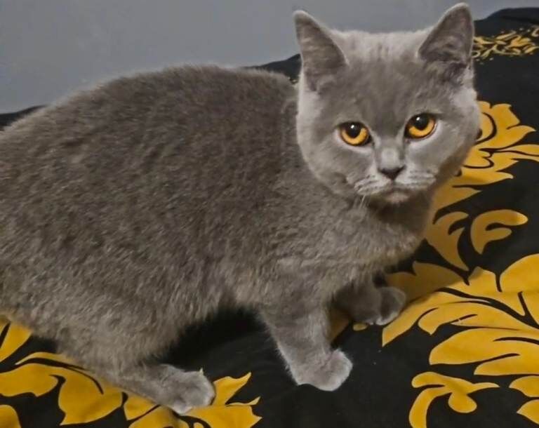 British Shorthair Kittens For Sale