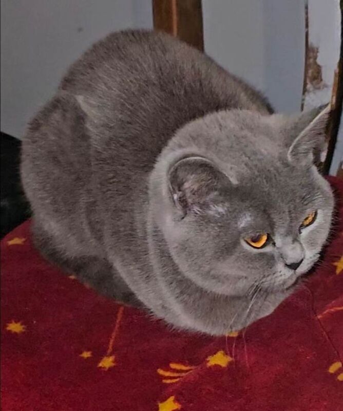 Female British shorthair 9 months old - Image 2 of 6