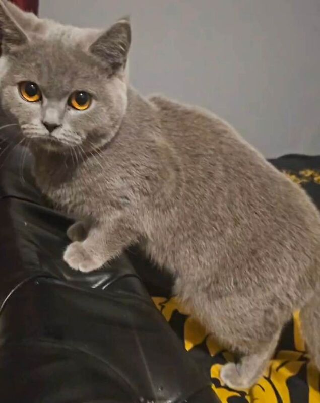 Female British shorthair 9 months old - Image 3 of 6