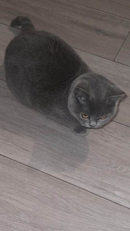 Female British shorthair 9 months old - Image 4 of 6