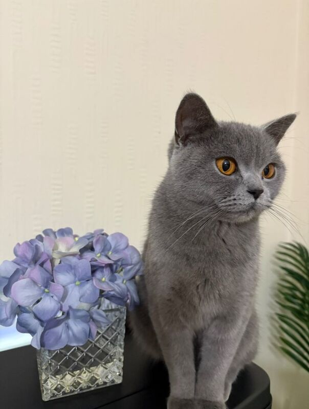 British Shorthair kittens for sale in Greenford, Greater London – 2 years old