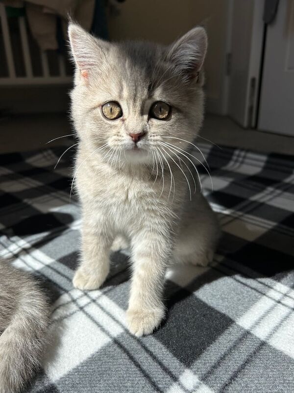 Female British shorthair kittens for sale in Norwich, Norfolk