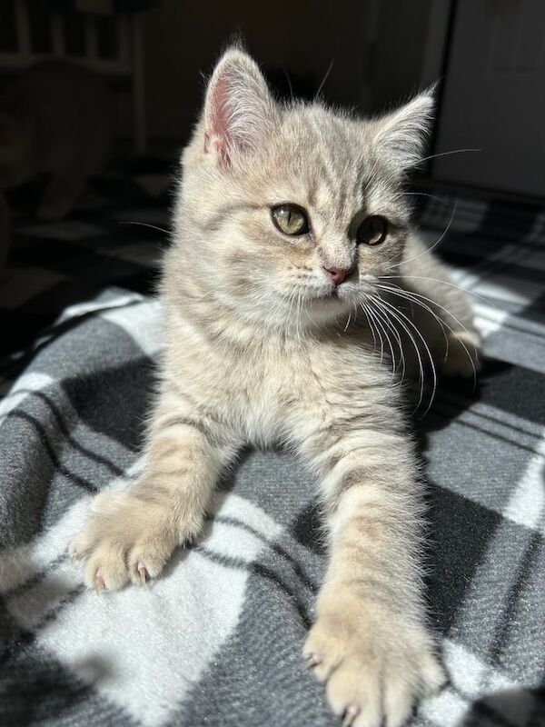 Female British shorthair kittens for sale in Norwich, Norfolk - Image 2
