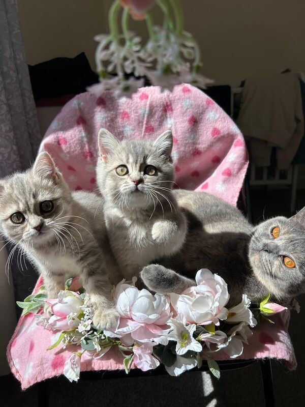 Female British shorthair kittens for sale in Norwich, Norfolk | Image 3