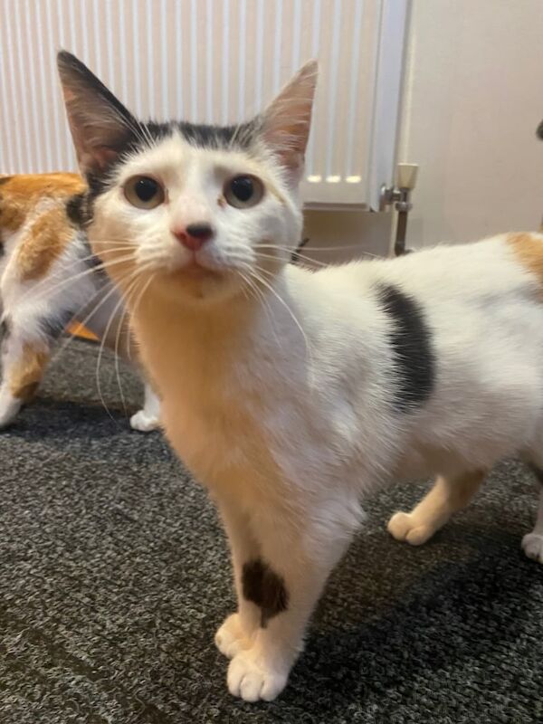 female calico 9 month old cat for sale in Aston, West Midlands